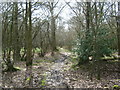 Footpath through Haycross Wood