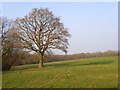 Pasture, Titcomb, Kintbury