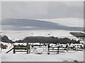 Snowy pastures and plantations around Allenheads (2)