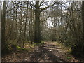 Footpath in Birch Wood (2)