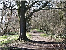 NY9864 : Riverbank footpath west of West Green by Mike Quinn