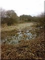 Woolston New Cut Disused Canal