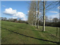 Poplar windbreak near Twisted Cottage