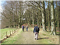 Carriageway and beech wood above Addycombe Farm