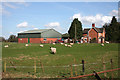 Sheep by Ivy House, Sound Heath