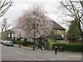 TQ1981 : Cherry blossom on Hanger Hill Garden Estate by David Hawgood