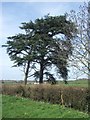 Trees beside the A376