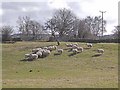 Sheep near Thornley Gate