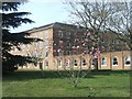 Magnolia outside County Hall