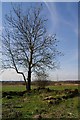 Birkenshaw Cottage (remains)