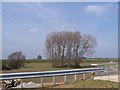 Copse of trees north of Longbridge island, M40