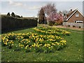 Daffodils in Penland way