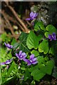 Violets on Footpath 285