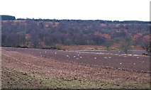 NO0543 : Gulls on ploughland by Gordon Hatton