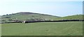 Sheep grazing on Moel Fychan with Mynydd Cennin in the background