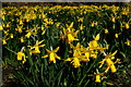 Daffodils, Davie Park, Rattray