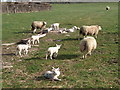 Sheep on Seat Farm