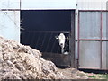 Coombe : Farm Barn & Looking Cow