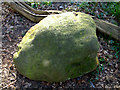 Inscribed rock by Oak tree