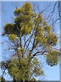 Mistletoe on lime