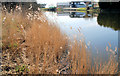 The River Lagan at Annadale, Belfast  (2)