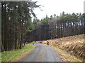 Orienteers crossing a forest track