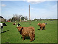 Friendly Highland Cattle