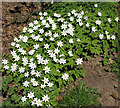 Patch of wood anemones, Gorsley Common