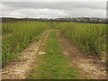 Upper Horton Farm fruit field