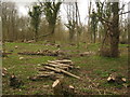 Coppiced trees in Larkey Valley Wood