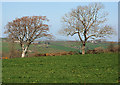 Field and trees above Cwm Mabws