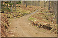 Forest road in Cragganmore Wood