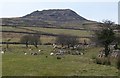 Grazing sheep below Pen-y-gaer