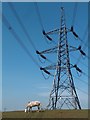 Grazing grey horse beneath pylon north of Smallage Lane