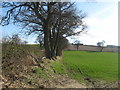 Edge of the field near Hopton