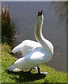 Swan at Markshall