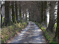 Tree-lined road near Bwa-drain