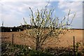 Tree in blossom near Marlow Garden Centre