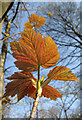 New leaf of Sycamore