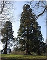 Giant Redwood, Rectory Park