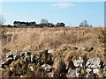 View across rough grazing in the direction of Cefn Peraidd