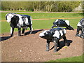 The Concrete Cows