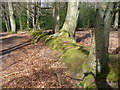 Woodland Bridleway, Busbridge