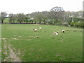 Sheep grazing at Streamford