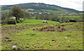 View to May Hill from Withymoor Farm