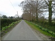 N9741 : Colourful Country Road, Co Meath by C O'Flanagan