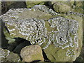 Lichen on dry stone wall