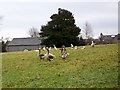 SD3881 : Domestic Geese, Field Broughton by Maigheach-gheal