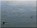 Ducklings on Westham Pond