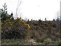 Coalhill Townland